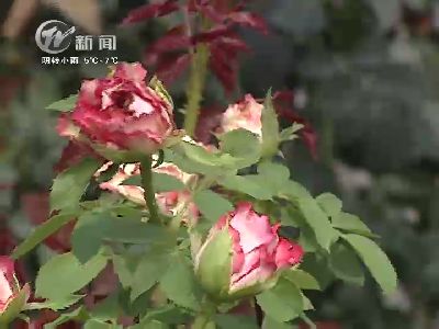 武進新聞